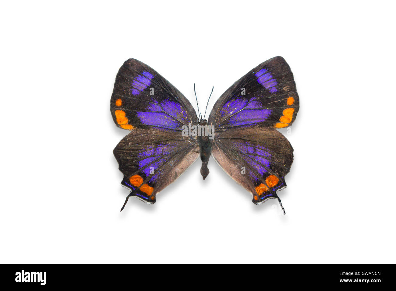 Una farfalla Colorado Hairstreak fissata / sparsa / montata (Hypaurotis crisalus) / campione / ritagliata su uno sfondo bianco Foto Stock