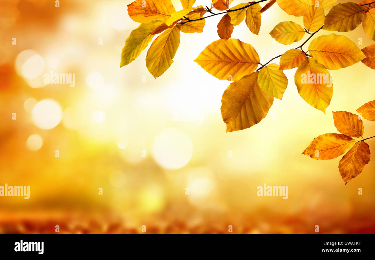 In autunno il faggio foglie decorare una natura bellissima bokeh sfondo con terreno forestale Foto Stock