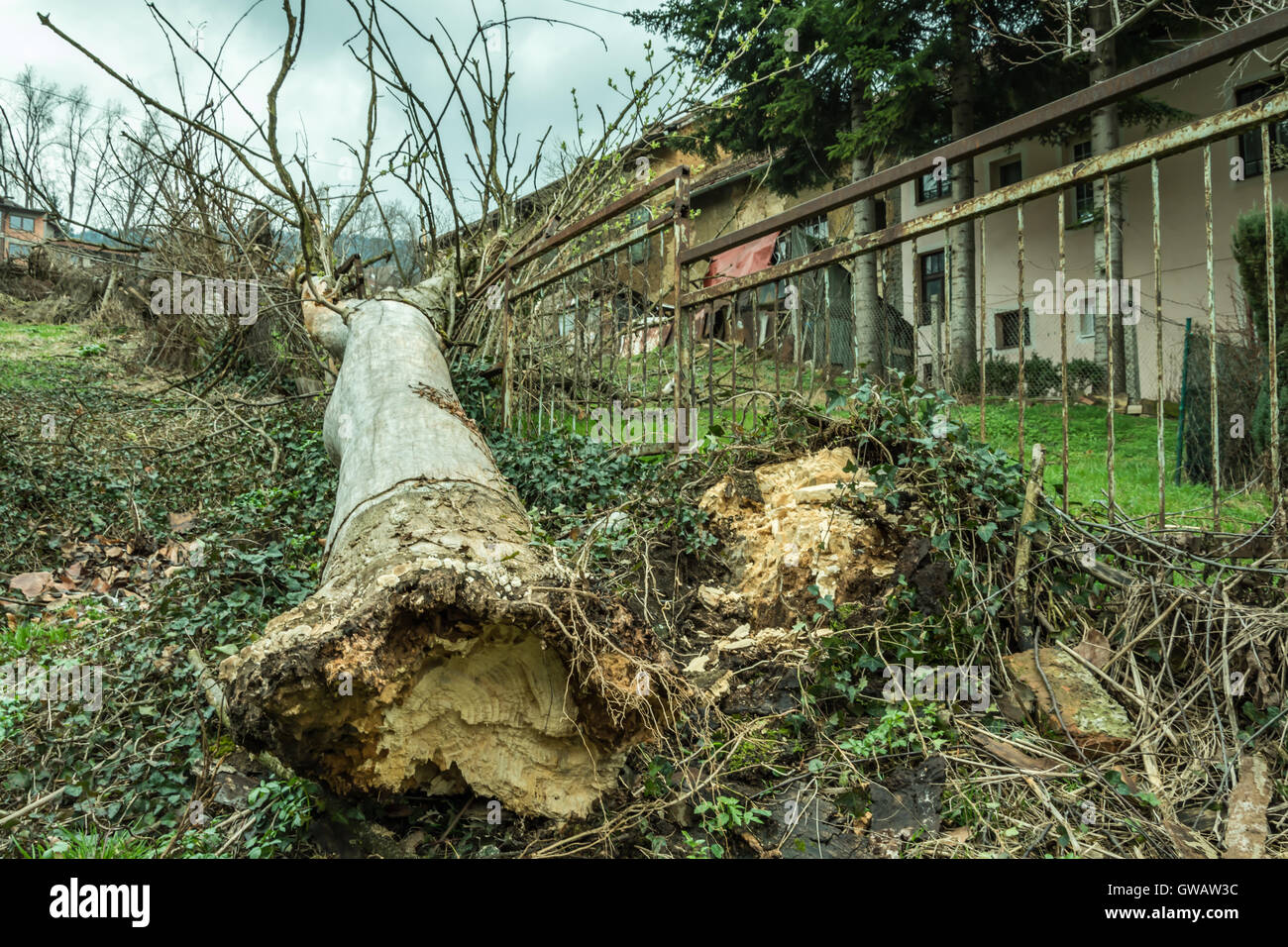 100 anni di vecchio albero di cenere fu strappato dalle radici dopo una tempesta di pioggia e vento Foto Stock