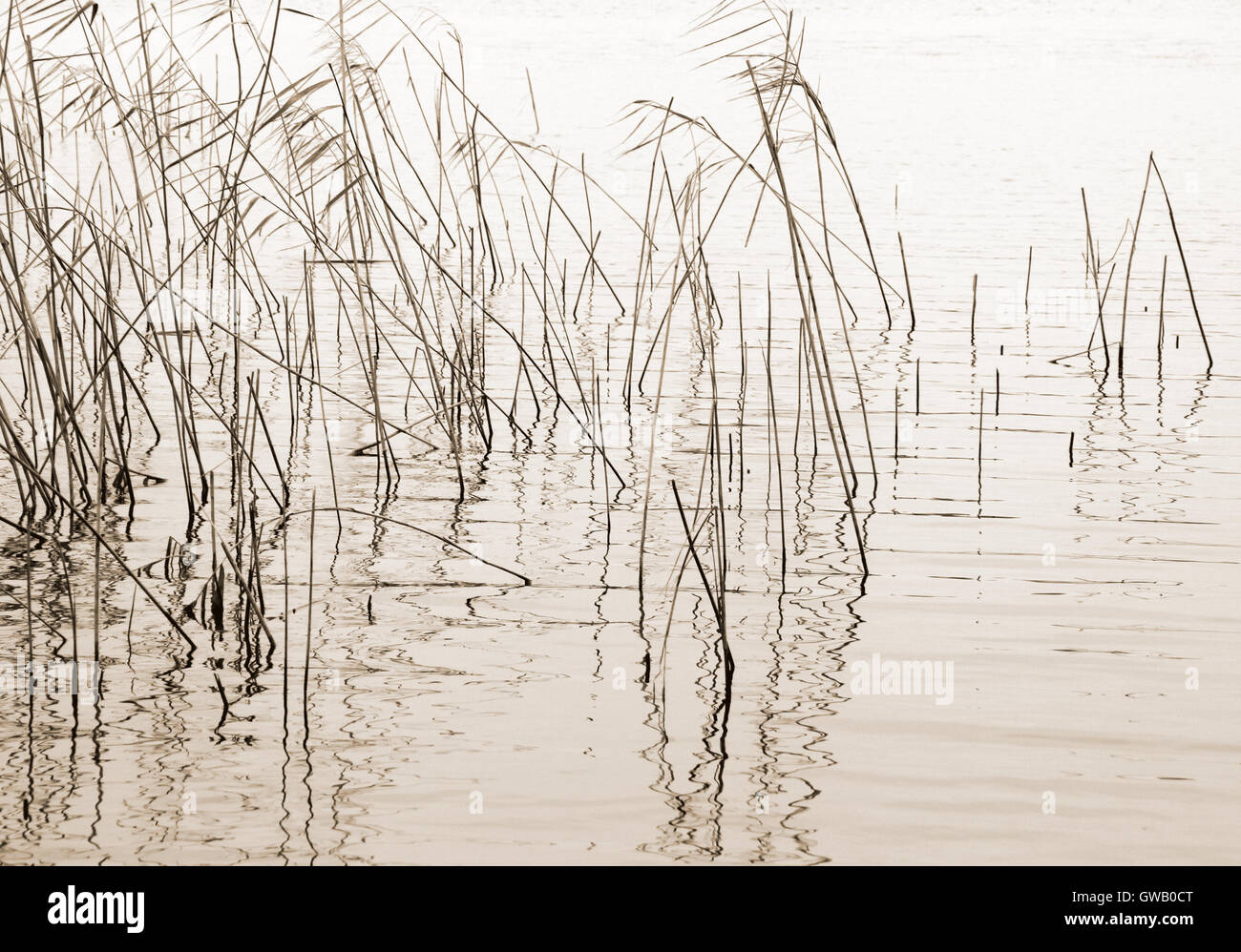 Stagionale astratto la natura in autunno sfondo: Impianto a secco / reed / reeds boccola formante un bel disegno geometrico Foto Stock
