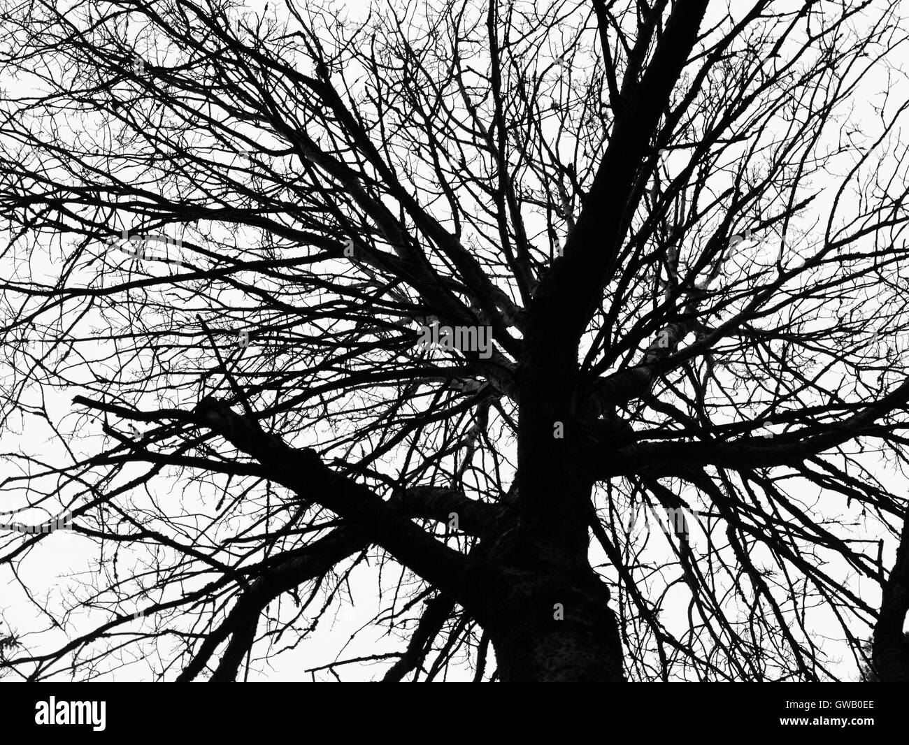 Abstract decorativo naturale sfondo grafico con andamento di nero a rami di alberi sagome di luce su uno sfondo grigio. Foto Stock