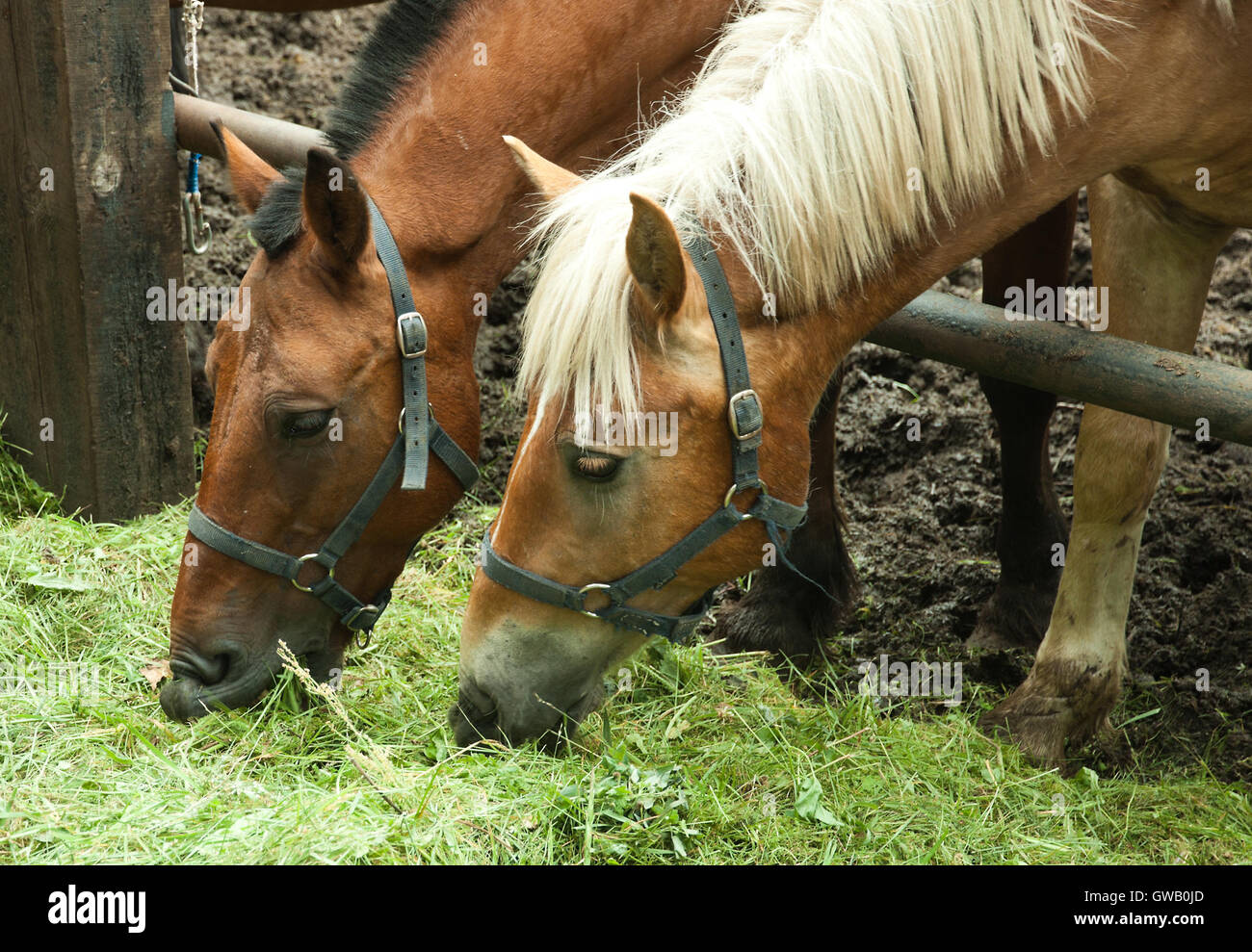 Riproduzione immagine agricola: due cavalli a un podere alimentando di erba verde. Foto Stock