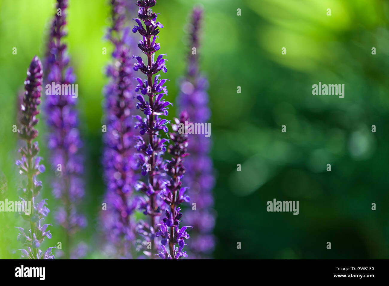 Primo piano immagine di Violetta fiori di lavanda in campo nella giornata di sole Foto Stock