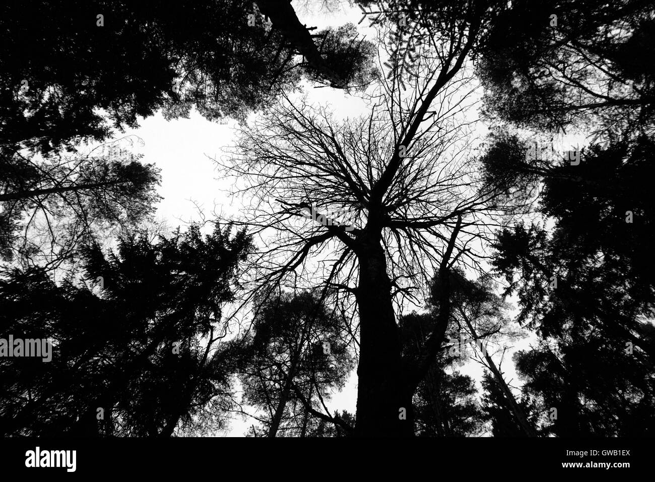 Abstract schema naturale background: prospettiva di black tronchi e rami (contorni) Foto Stock