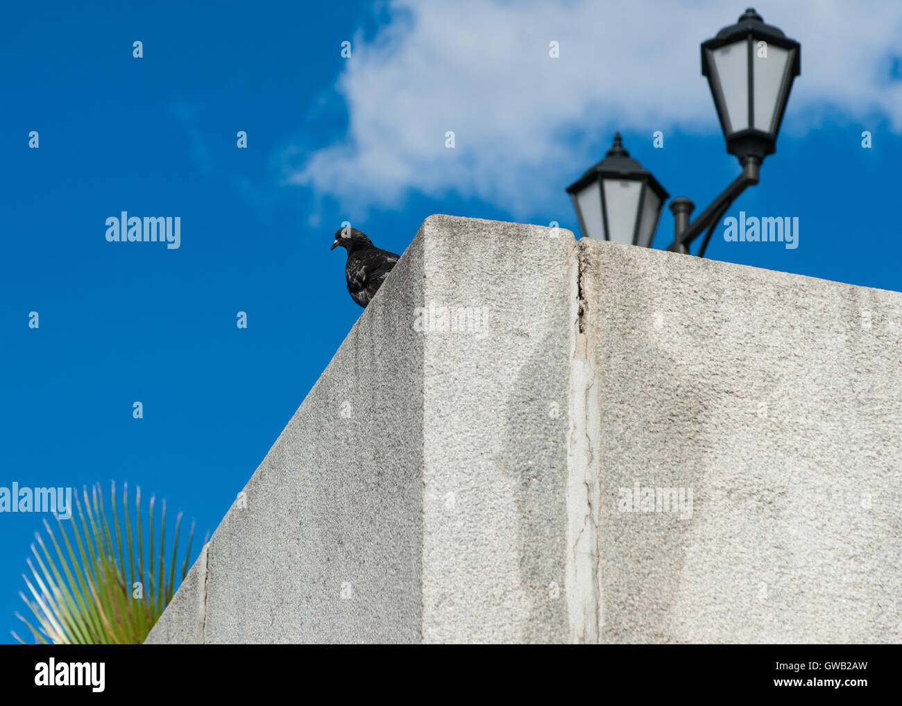 Composizione del piccione nero, verde foglie di palma, lampada retrò pole, il granito grigio parapetto, cielo blu e bianca nuvola Foto Stock