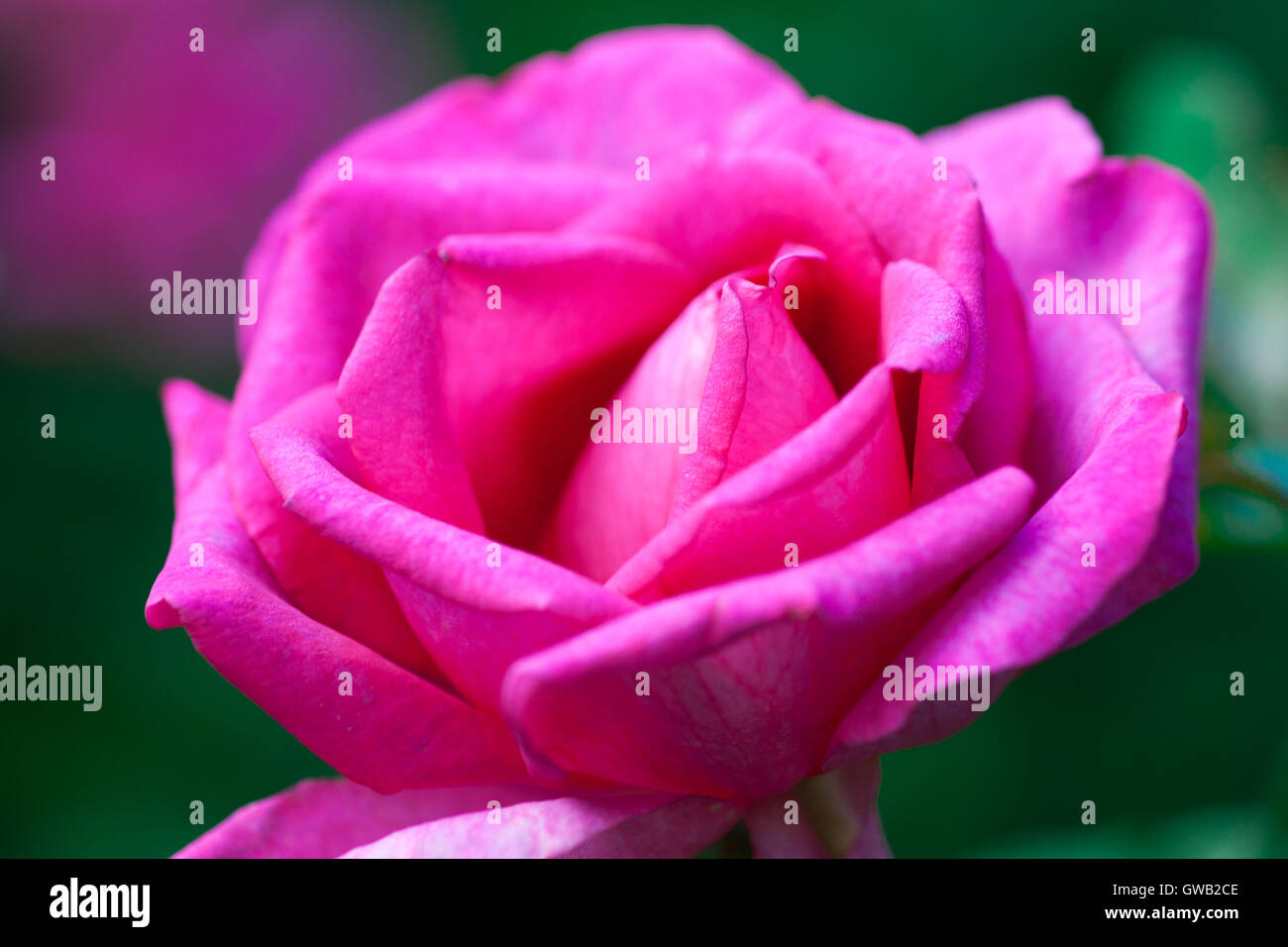 Rosa rosa fiore contro il verde e viola dello sfondo. Rose fiore è un simbolo di amore e di vita e di luce Foto Stock