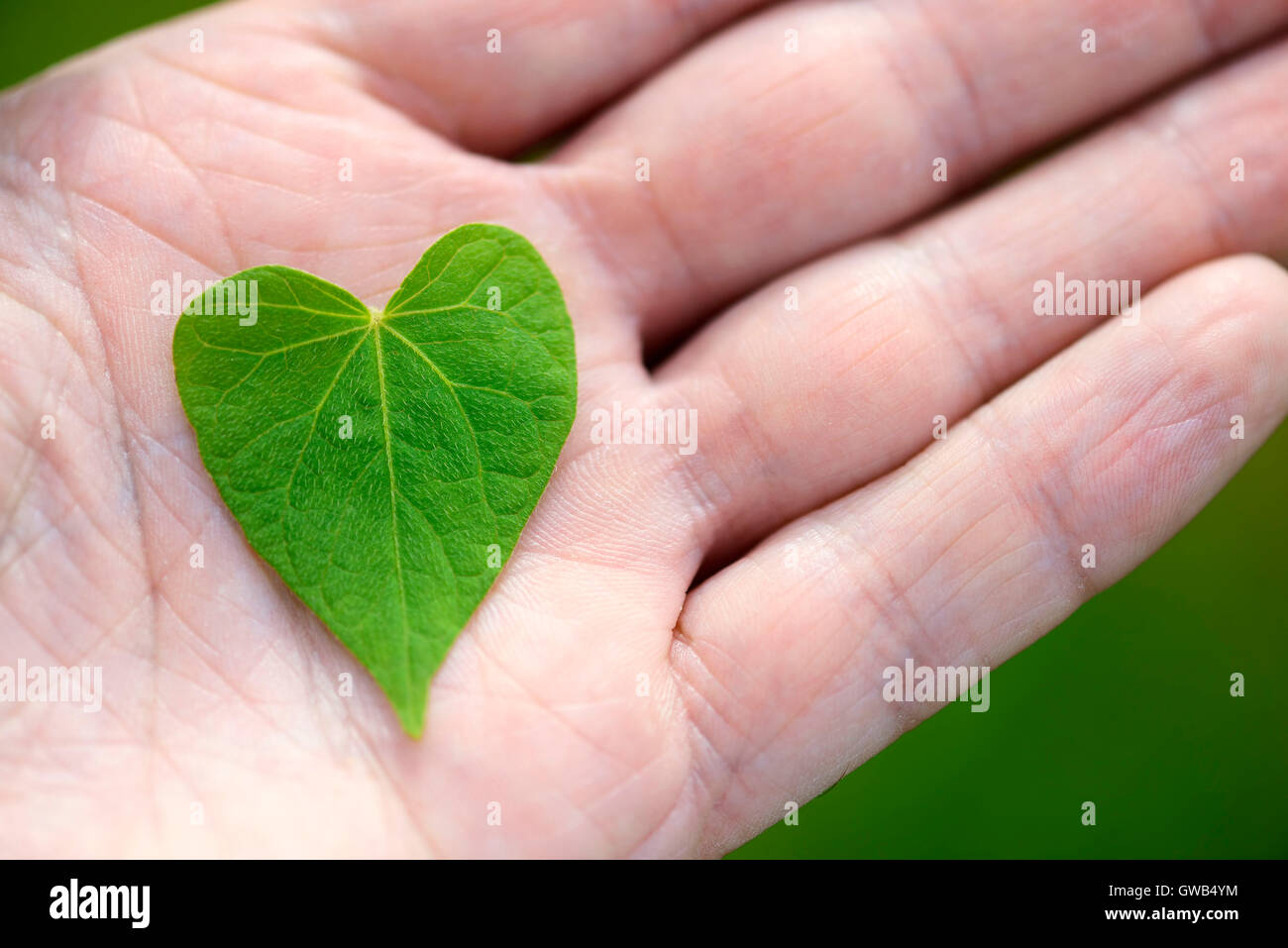 A forma di cuore sul foglio una mano, Herzfoermiges Blatt auf einer mano Foto Stock