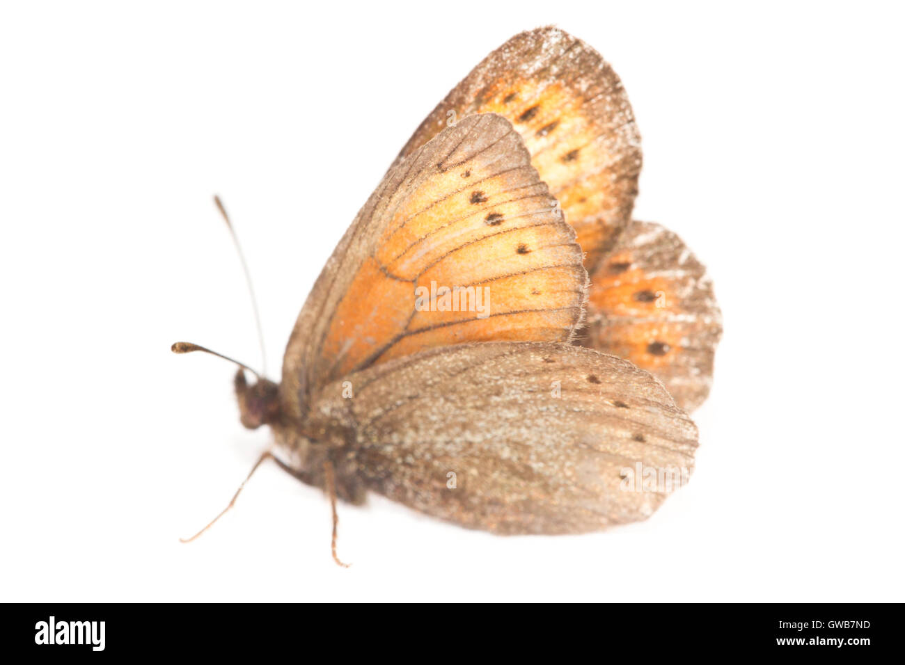 Il raro Ratzer's ringlet (Erebia christi), Italia. La farfalla più rari d'Europa. Sfondo bianco. Foto Stock