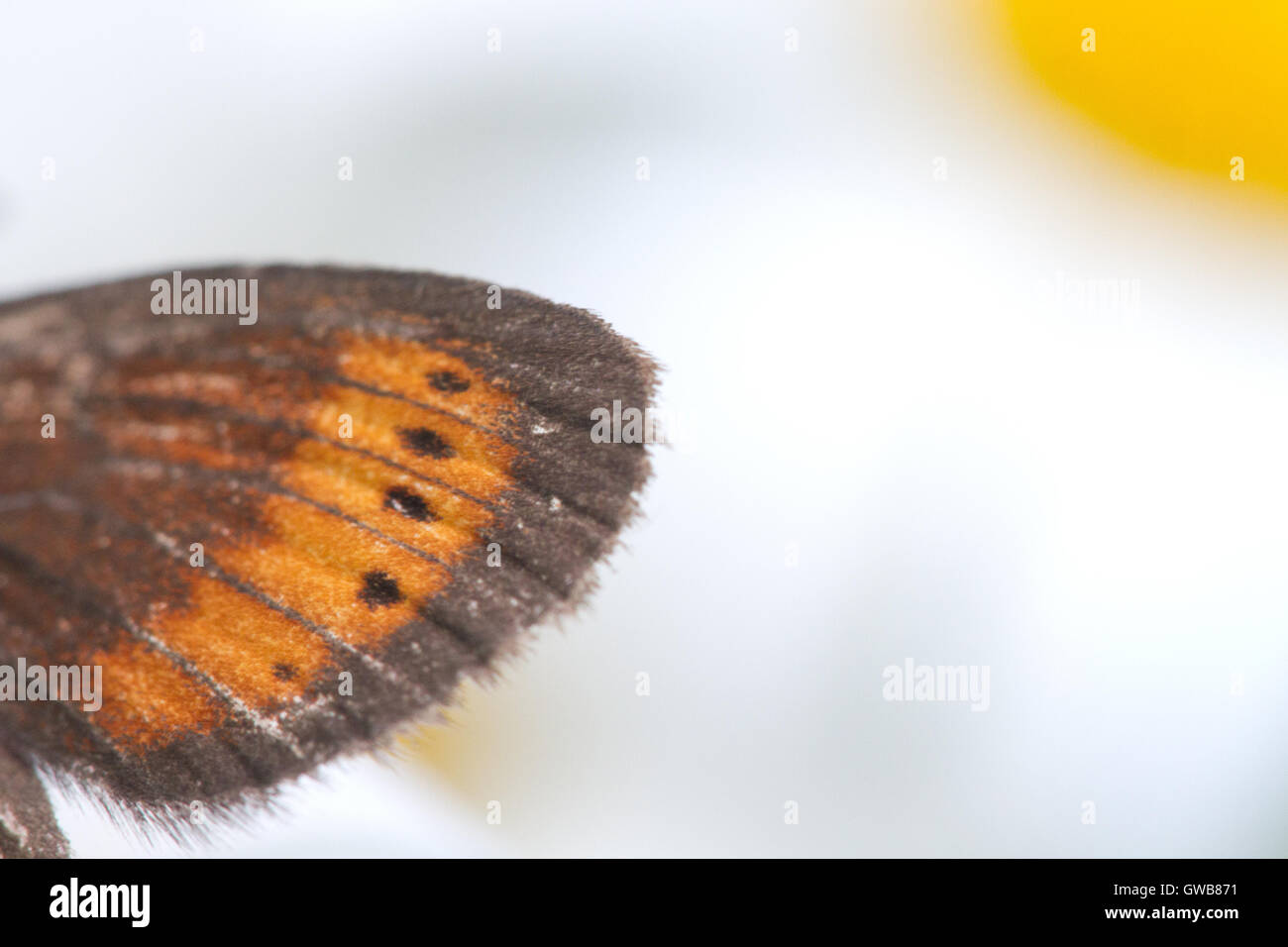 Funzioni di ala di farfalla del Ratzer ringlet (Erebia christi), Italia. Foto Stock