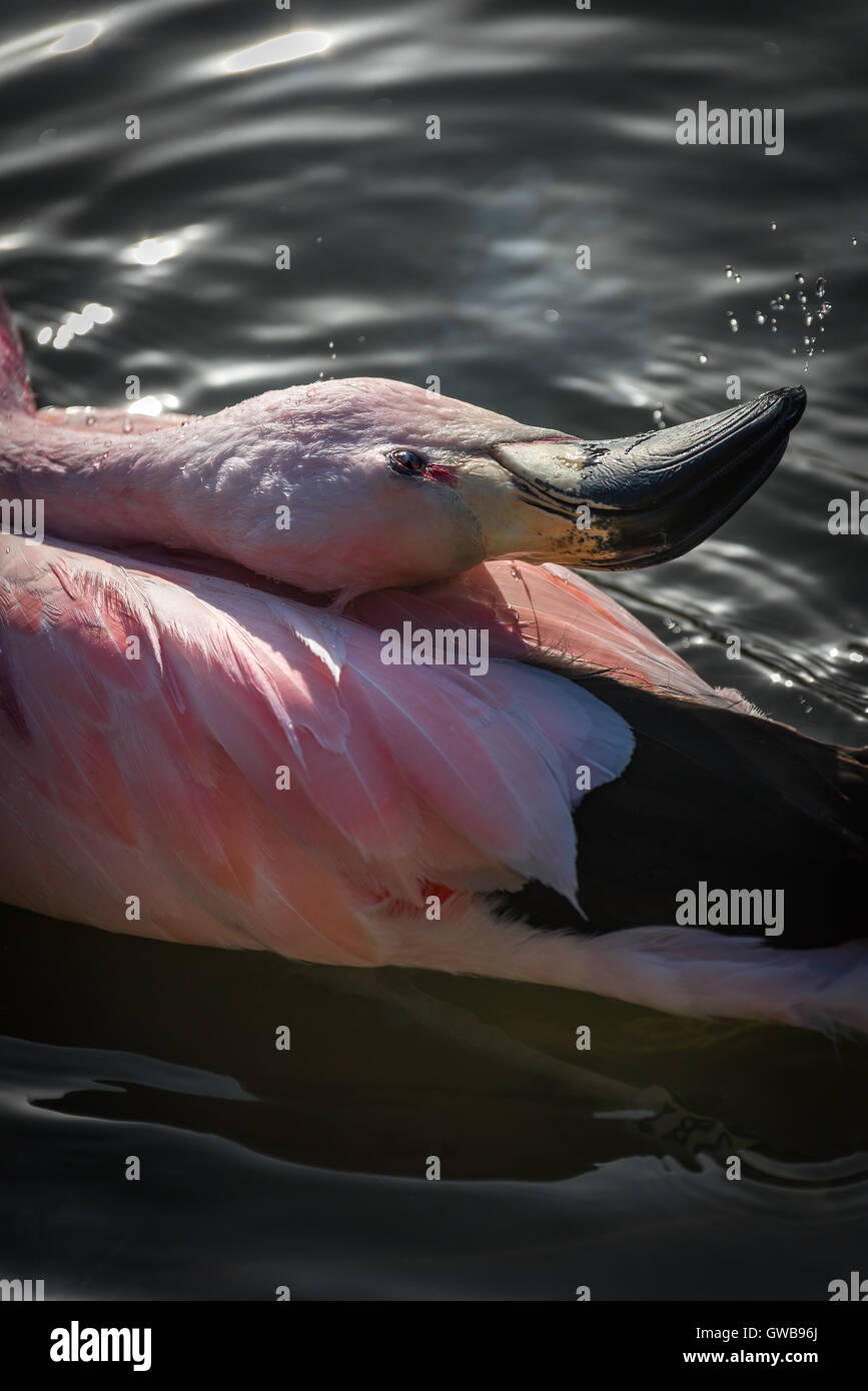 La balneazione Flamingo Foto Stock