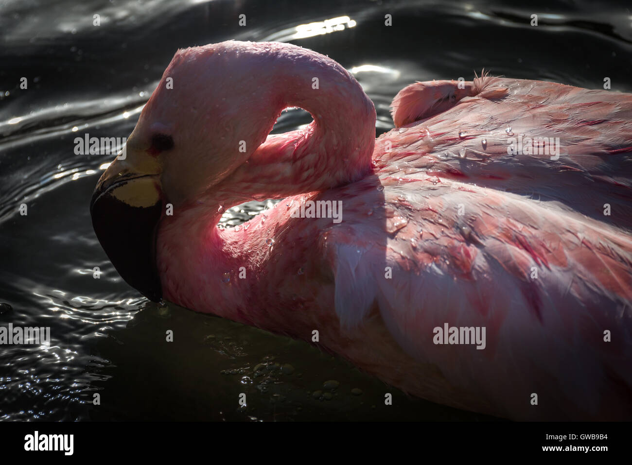 La balneazione Flamingo Foto Stock