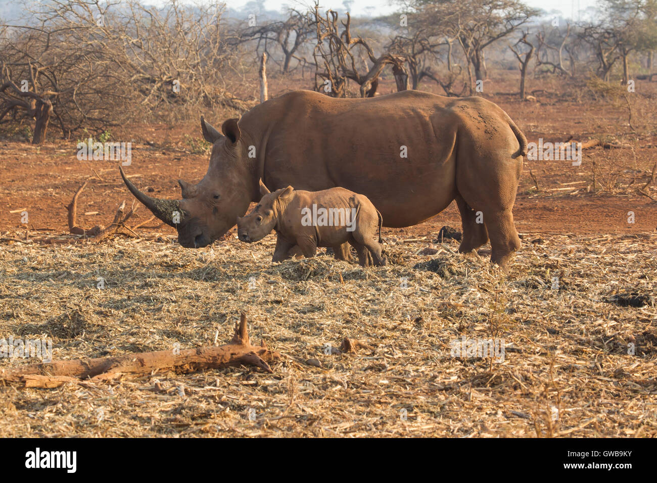 Adulto di rinoceronte bianco Ceratotherium simum con il giovane vitello neonato accanto a macchia aperta in Sud Africa Foto Stock