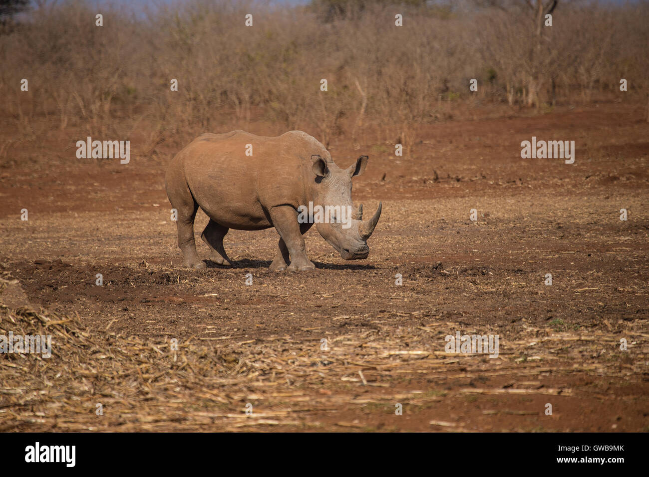 Adulto di rinoceronte bianco Ceratotherium simum soli nel bosco aperto riserva in Sud Africa Foto Stock