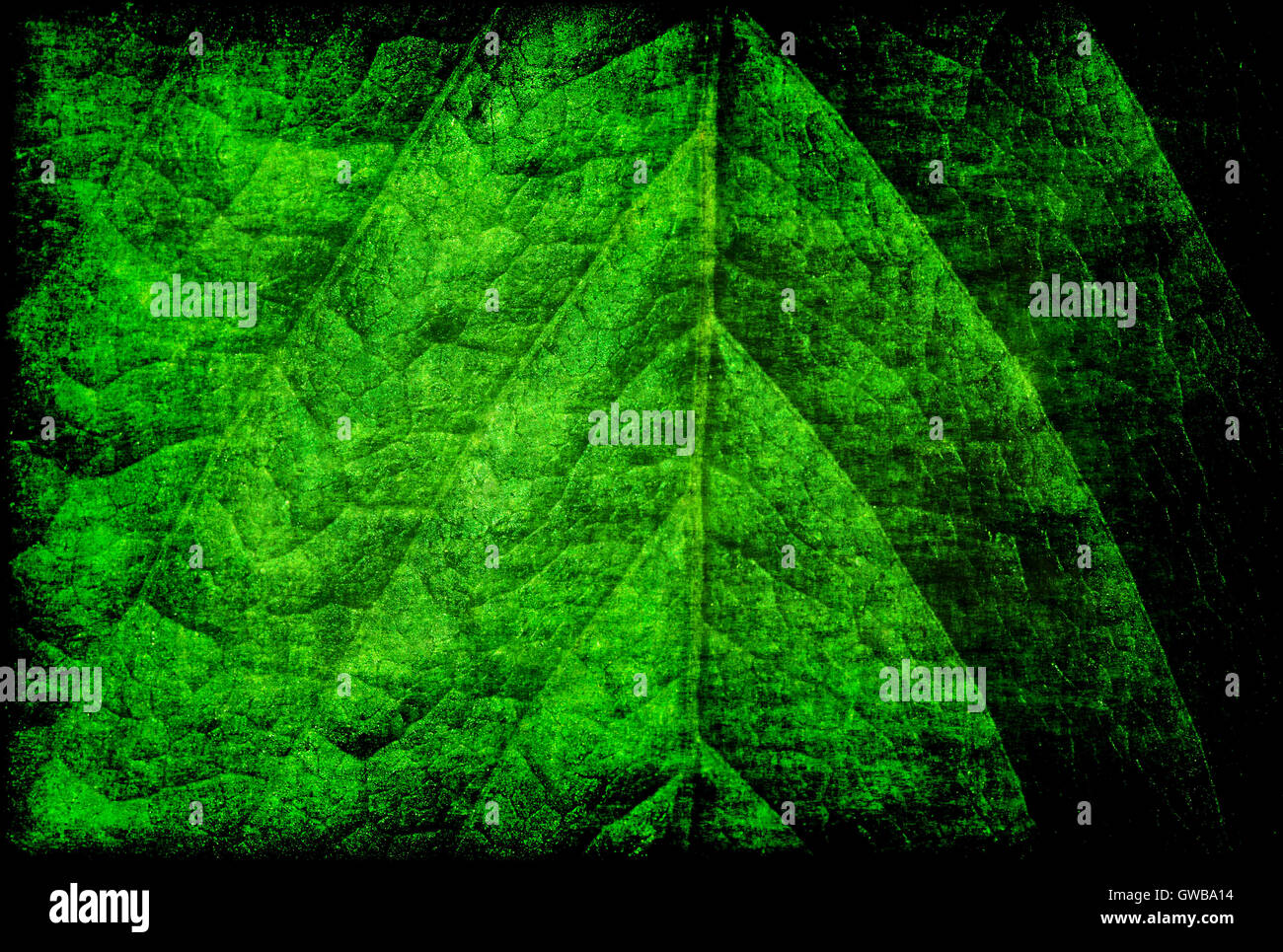 Natura astratta ecologico tessuto verde textured grunge sfondo vintage: closeup macro di foglie fresche di superficie Foto Stock