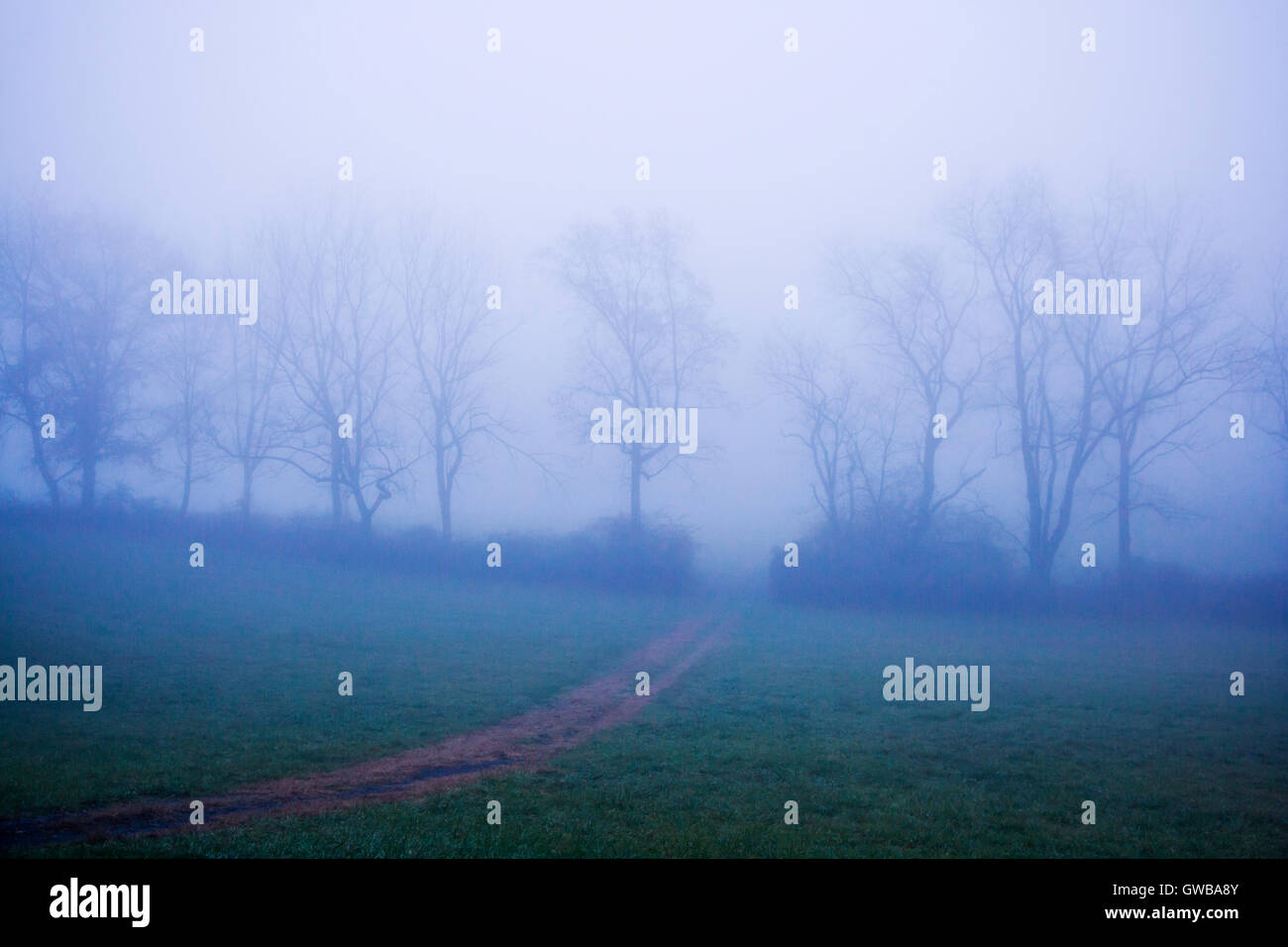 Alberi e strada sterrata in una densa nebbia. Township Pennsbury Park, Pennsylvania, STATI UNITI D'AMERICA Foto Stock