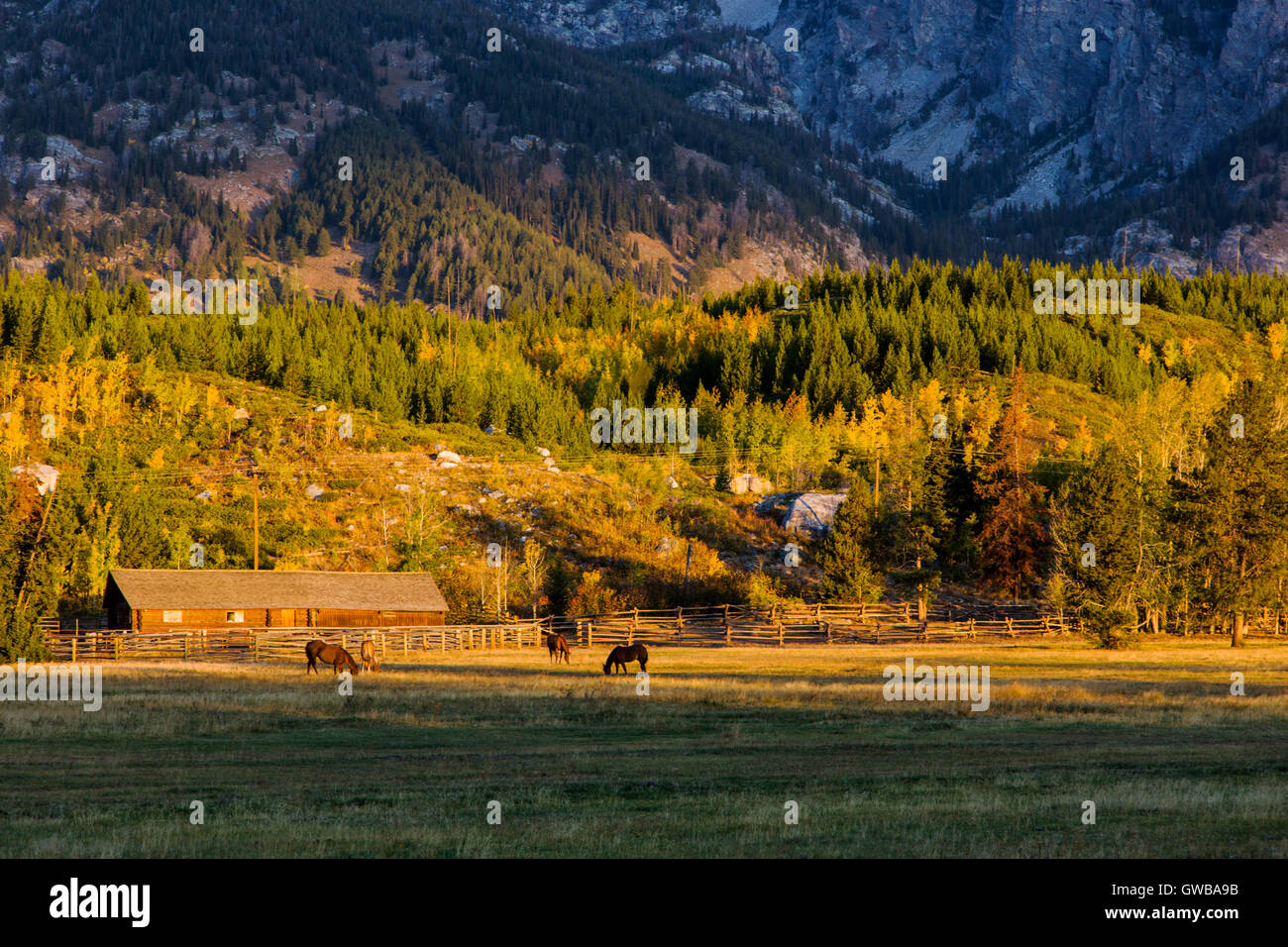 Sunrise vista di Teton Mountains vicino a pioppi neri americani Creek, il Parco Nazionale del Grand Teton; Wyoming; USA Foto Stock