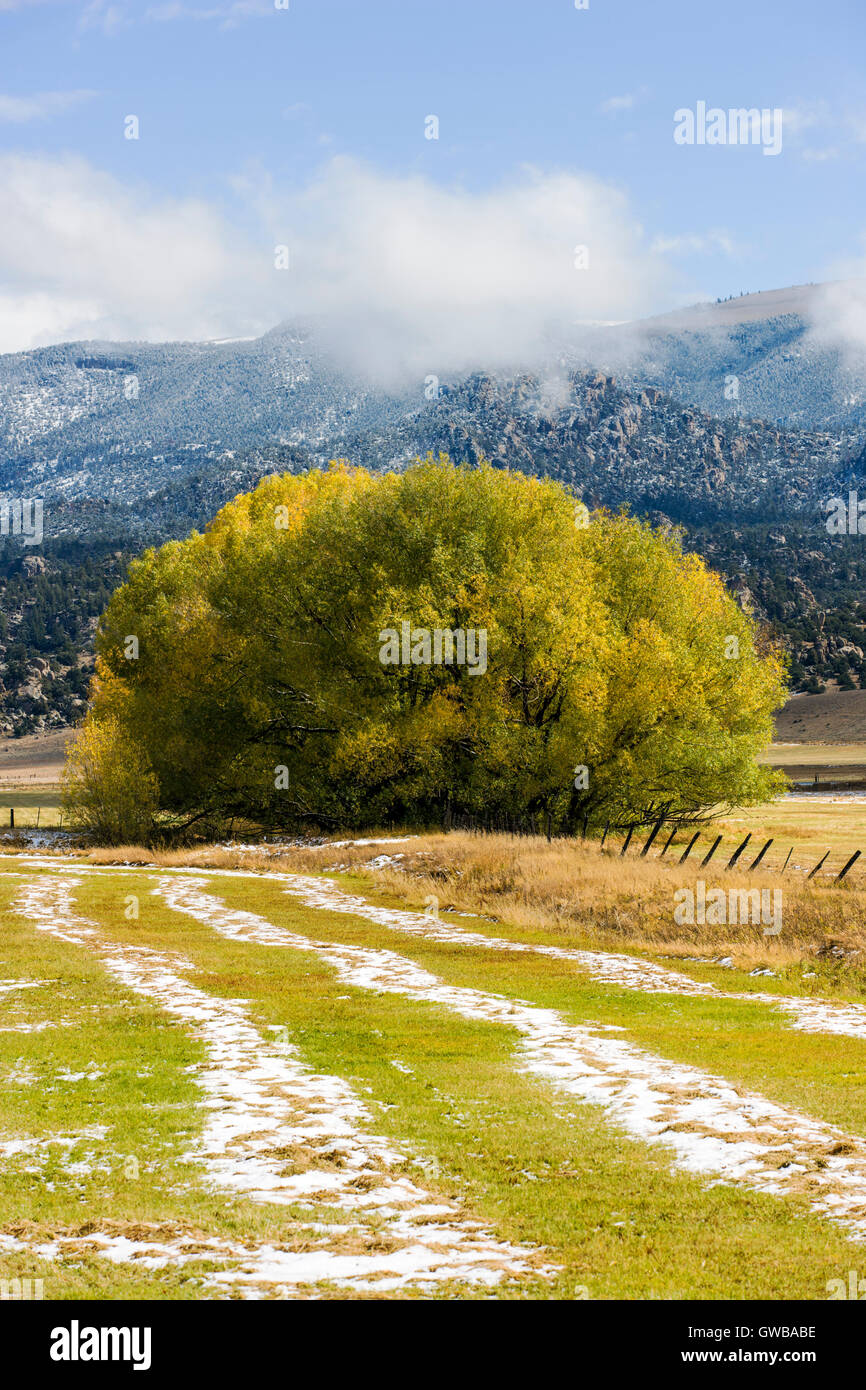 I primi segni di autunno; pioppi neri americani alberi e campi di ranch in Arkansas River Valley tra Buena Vista & Salida, Colorado Foto Stock