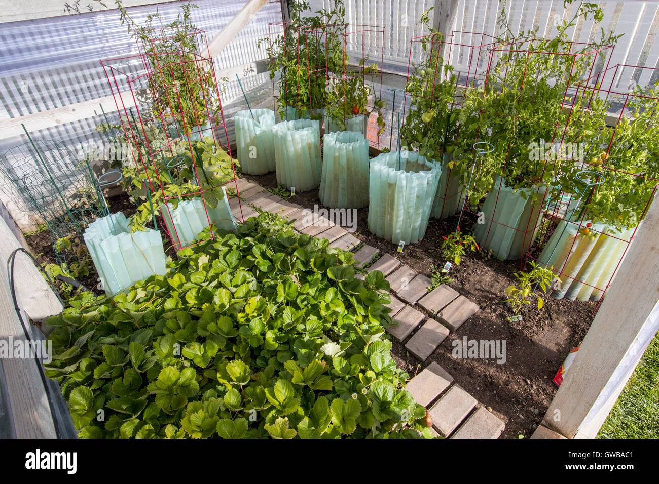 Residenziale giardino vegetale con fragole, pomodori e peperoni & zuchinni Foto Stock