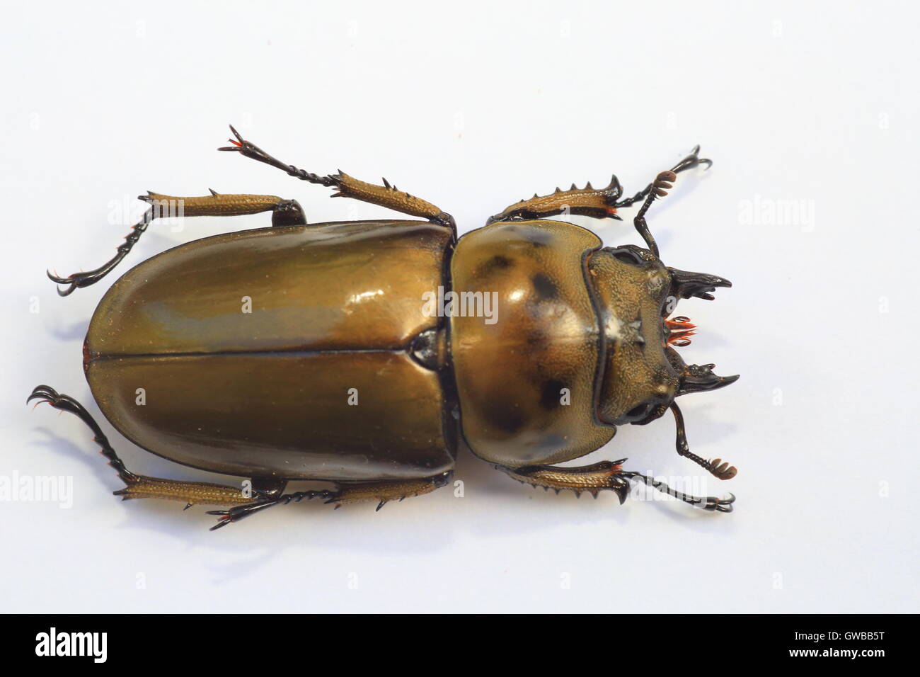 Golden stag beetle (Allotopus moellenkampi babai) isolato Foto Stock