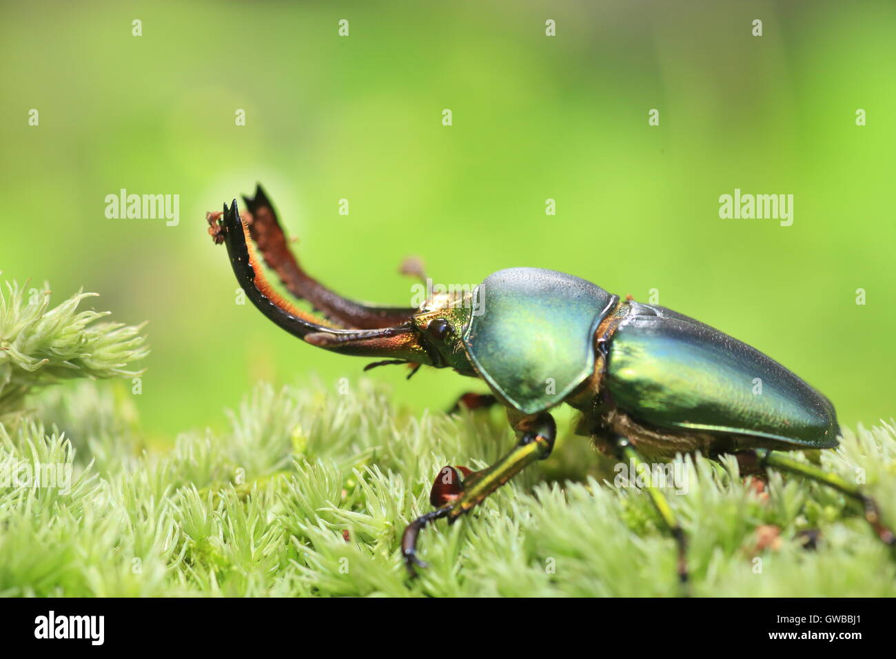 Isola di Papua stag beetle (Lamprima adolphinae) maschio in Papua Nuova Guinea Foto Stock