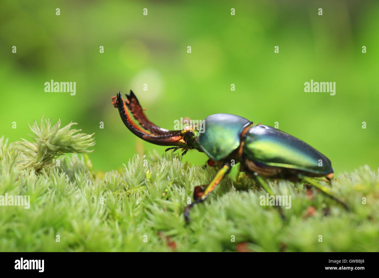 Isola di Papua stag beetle (Lamprima adolphinae) maschio in Papua Nuova Guinea Foto Stock