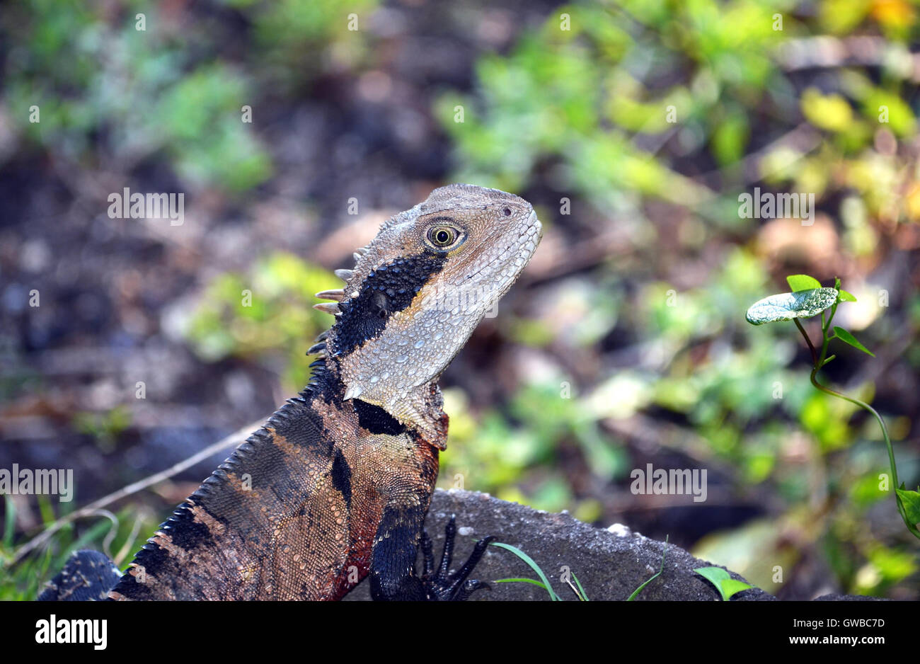 Australia orientale Drago acqua (Itellagama lesueurii) nella macchia di Sydney, Royal National Park, Australia Foto Stock