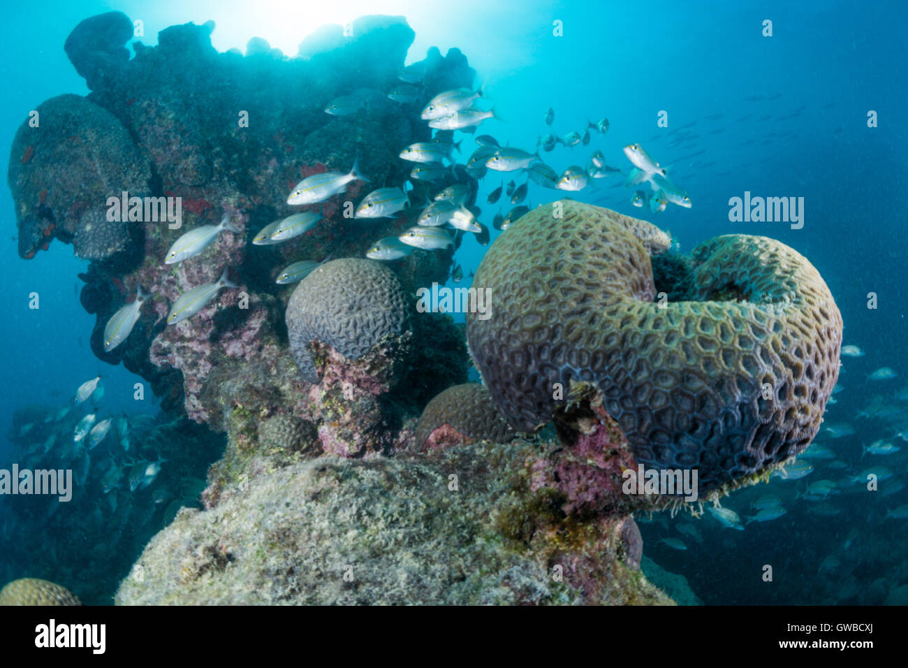 Scuola di pesce al Coral reef in Abrolhos il Parco Nazionale Marino, Bahia, Brasile Foto Stock