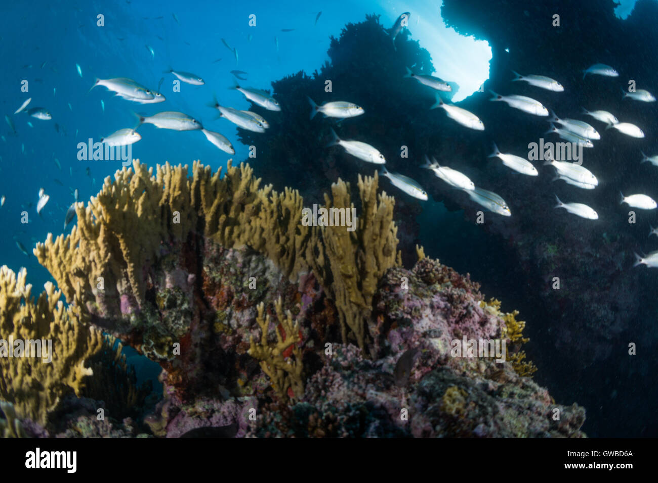 Scuola di pesce al Coral reef in Abrolhos il Parco Nazionale Marino, Bahia, Brasile Foto Stock