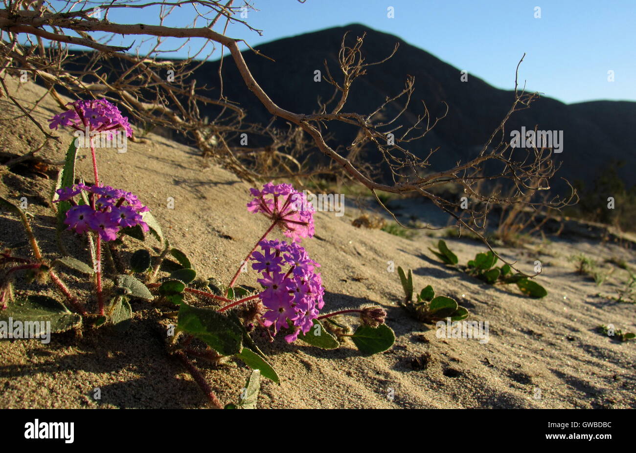 Deserto di sabbia rosa e viola la verbena fiori selvatici su una san duna a Anza Borrego Desert State Park California Foto Stock