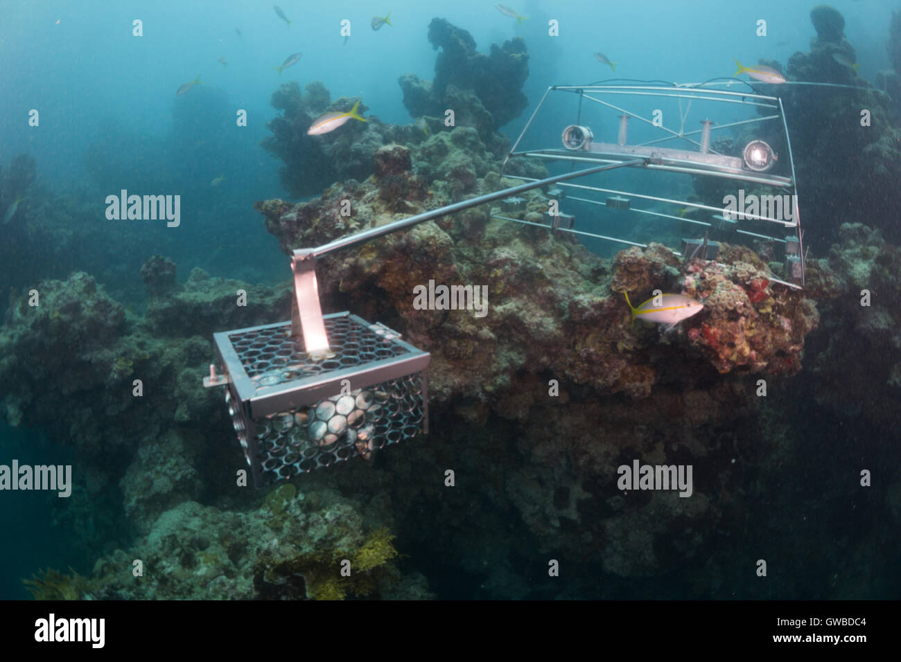 Telecomando accanita Underwater Video - BRUV utilizzato in Abrolhos area marina protetta per la fauna ittica la ricerca utilizzando due gopro. Il Brasile Foto Stock