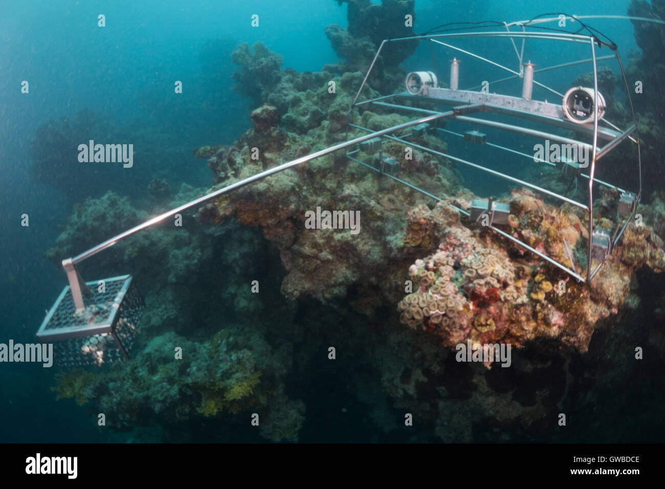 Telecomando accanita Underwater Video - BRUV utilizzato in Abrolhos area marina protetta per la fauna ittica la ricerca utilizzando due gopro. Il Brasile Foto Stock