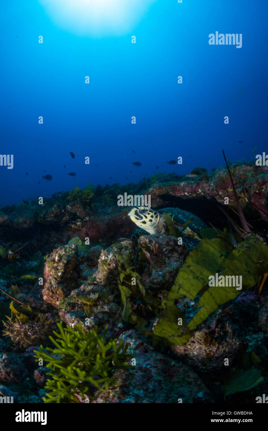 Le foto subacquee al 'Buraca' ambiente vicino a Abrolhos, Bahia, Brasile Foto Stock