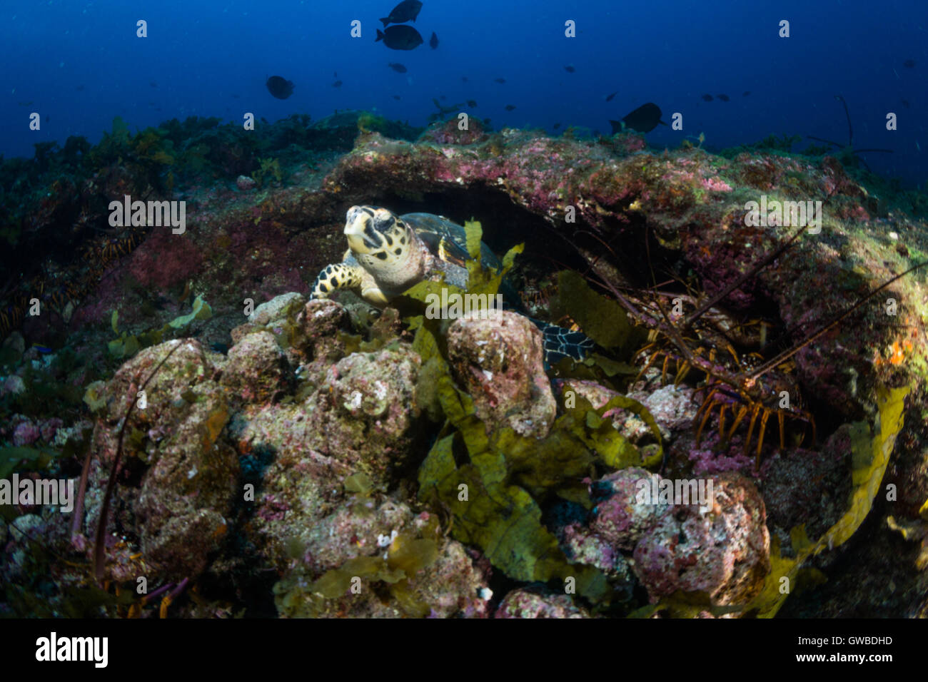 Le foto subacquee al 'Buraca' ambiente vicino a Abrolhos, Bahia, Brasile Foto Stock