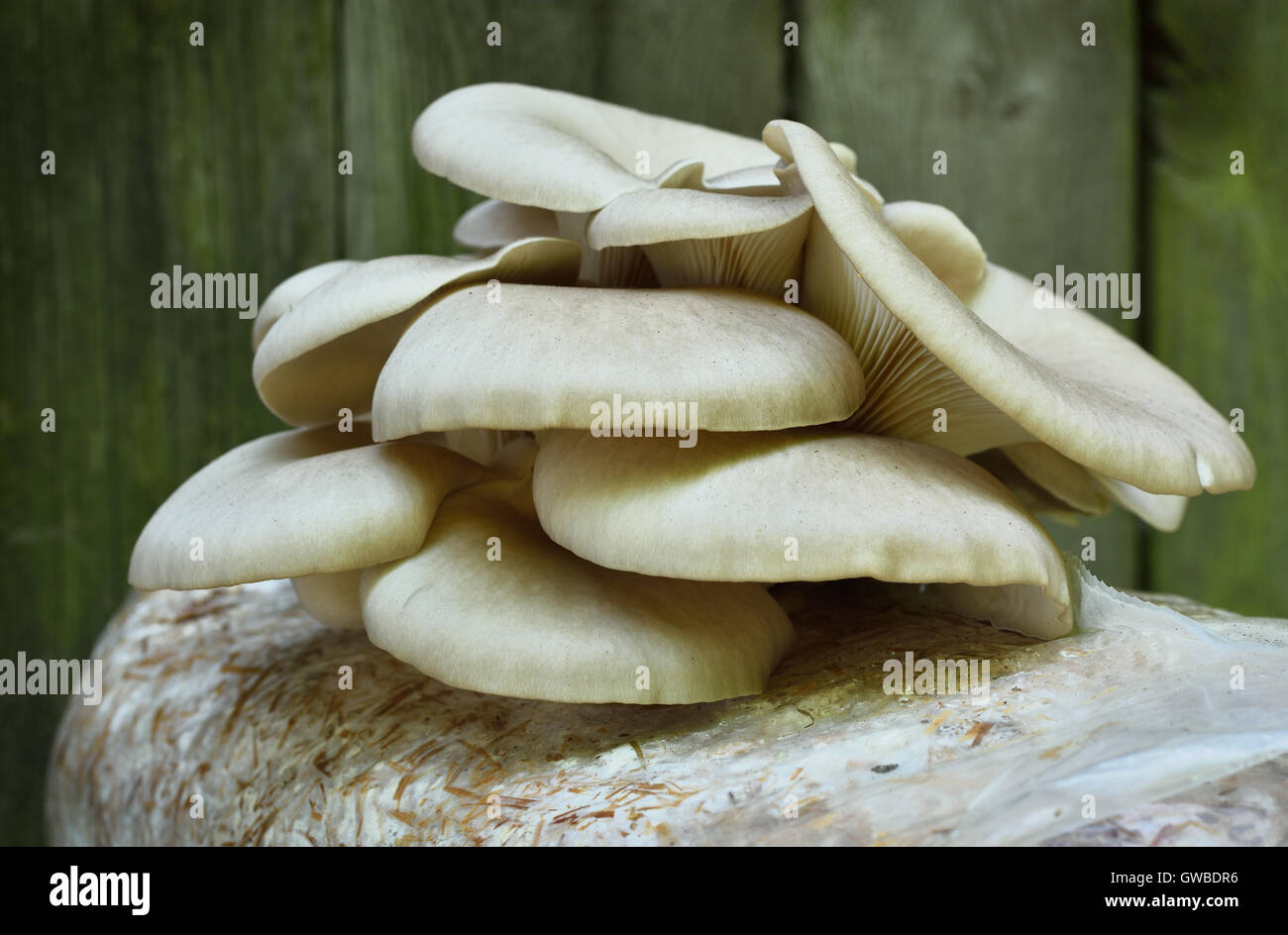 Oyster Mushrums (Pleurotus ostreatus) coltivate su paglia. La coltivazione dei funghi a casa. Close up, il fuoco selettivo. Foto Stock