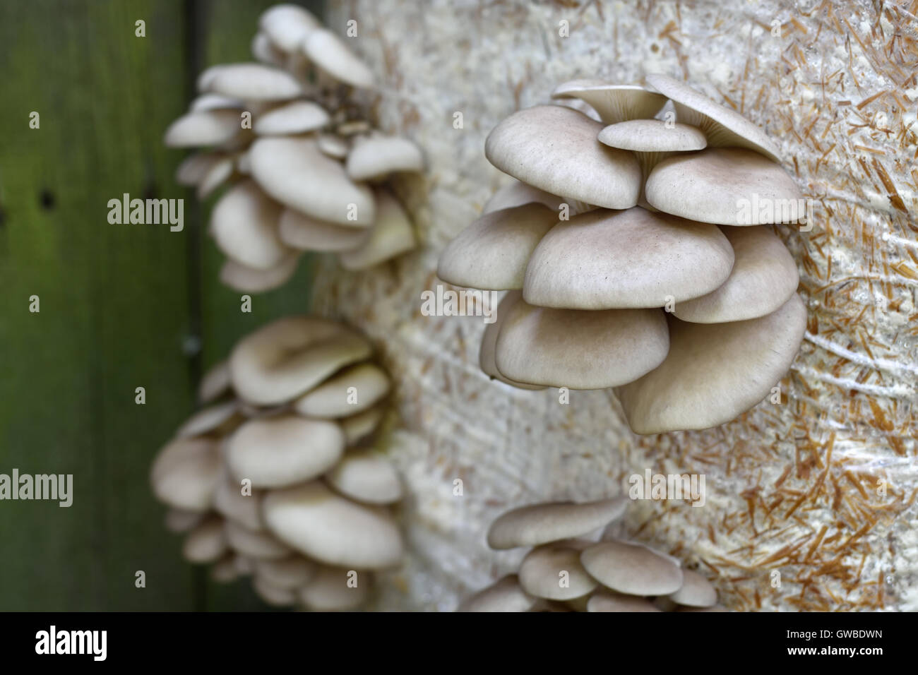 Oyster Mushrums (Pleurotus ostreatus) coltivate su paglia. La coltivazione dei funghi a casa. Close up, il fuoco selettivo. Foto Stock