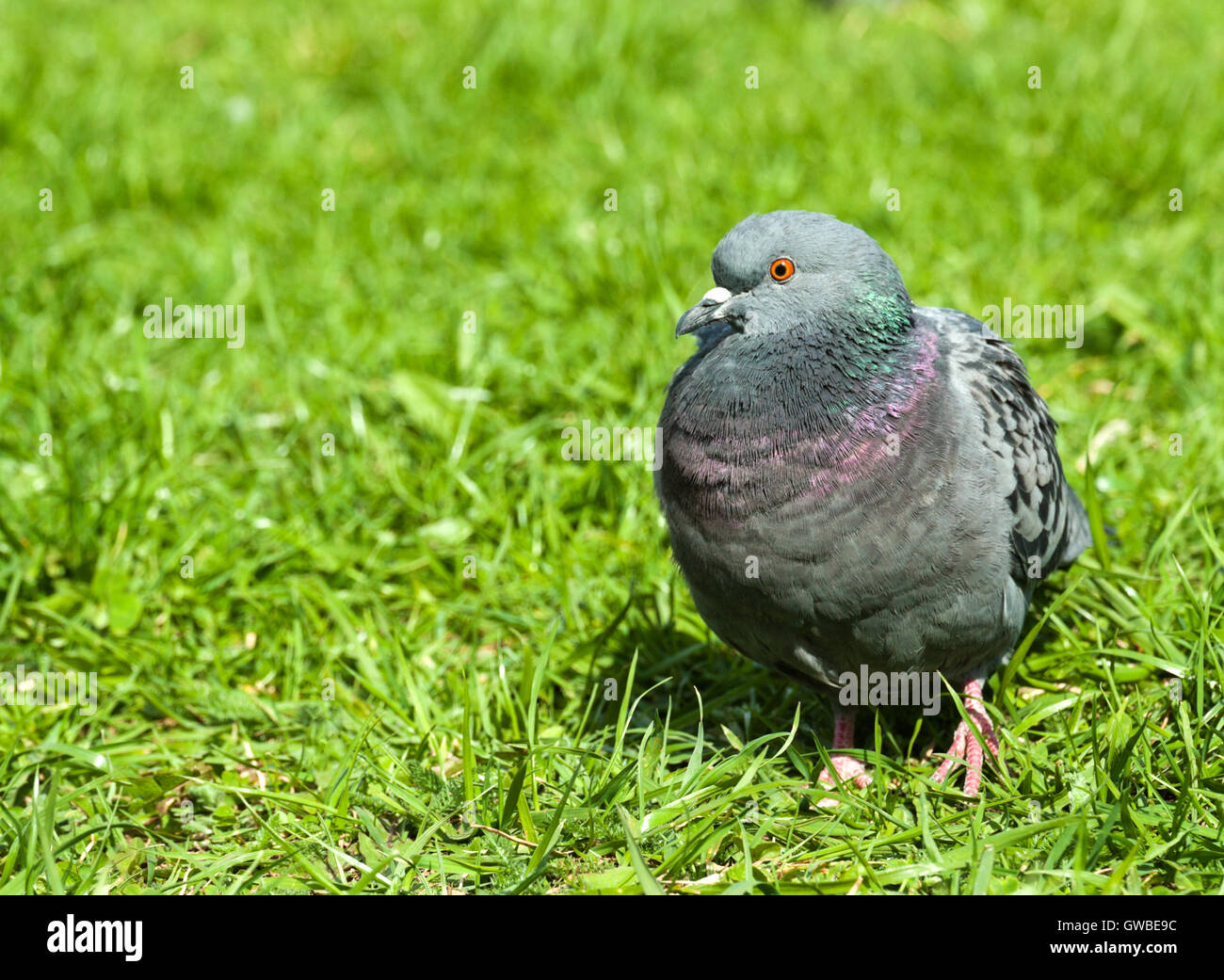 Grigio comune piccione urbano closeup su un prato verde con erba fresca. Foto Stock