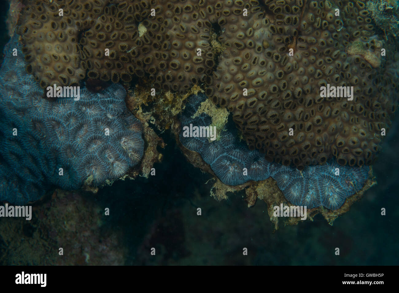 Zoanthids concorrenza con reef di corallo, Abrolhos, Bahia, Brasile Foto Stock