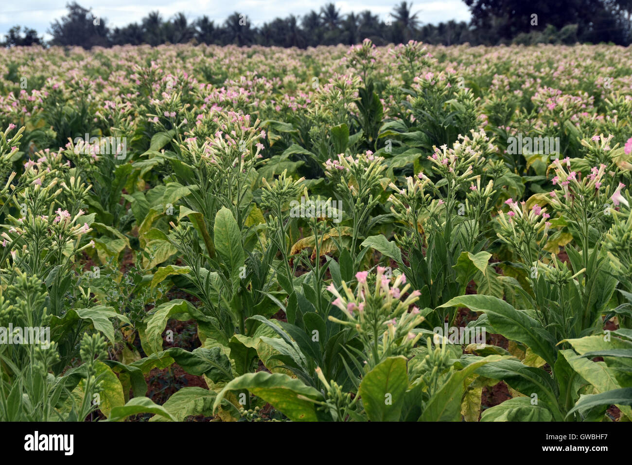 Campi di Tabacco nel sud dello stato indiano Foto Stock