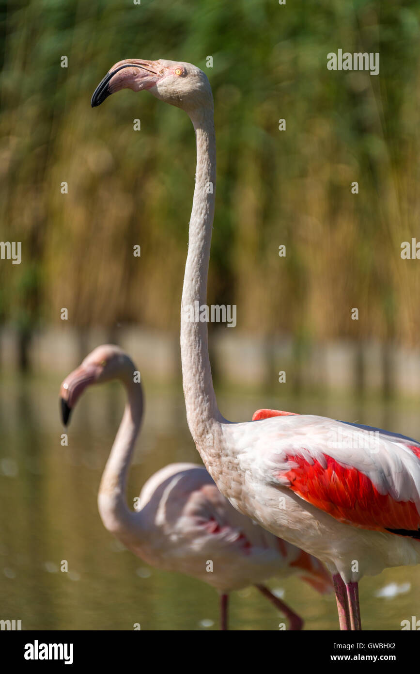 Fenicottero maggiore Foto Stock