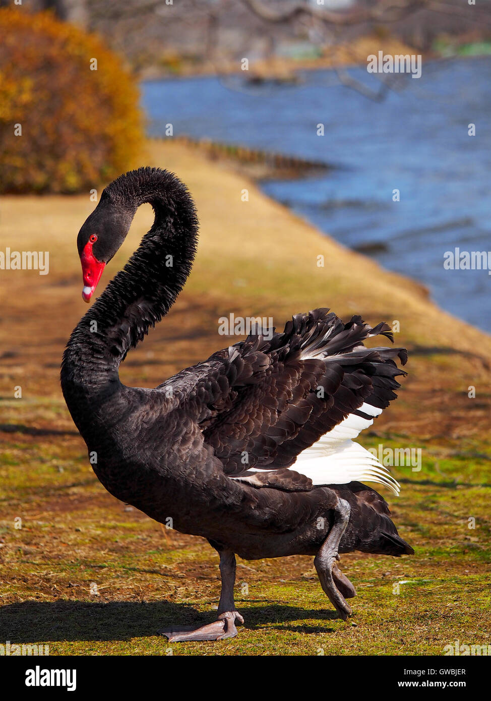 Un unico Black Swan con piume arruffare fuori la banca del lago Senba a Kairakuen Park, Ibaraki, Giappone Foto Stock