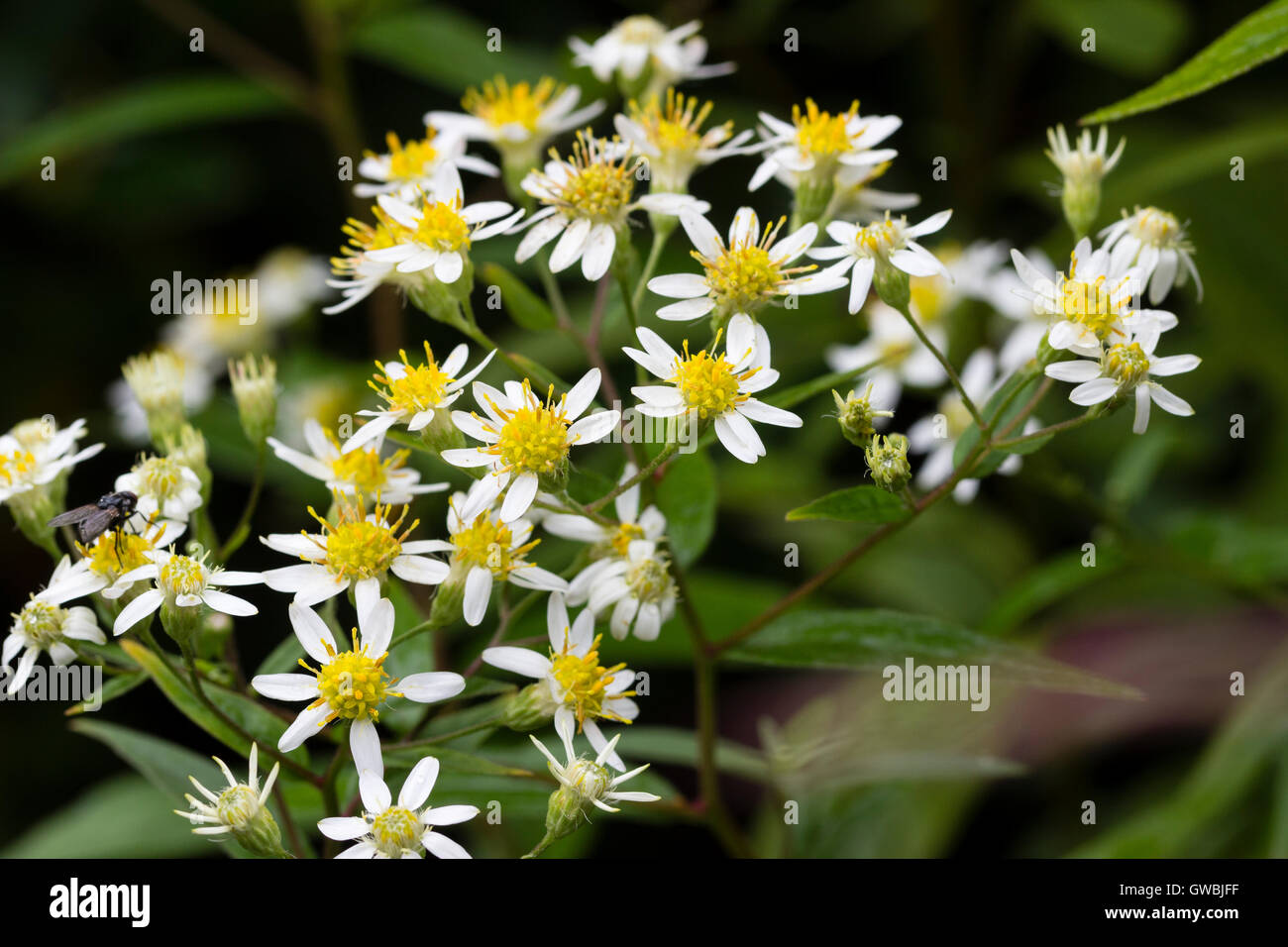Display autunnale della piana e rabboccato aster, Doellingeria umbellata. Foto Stock