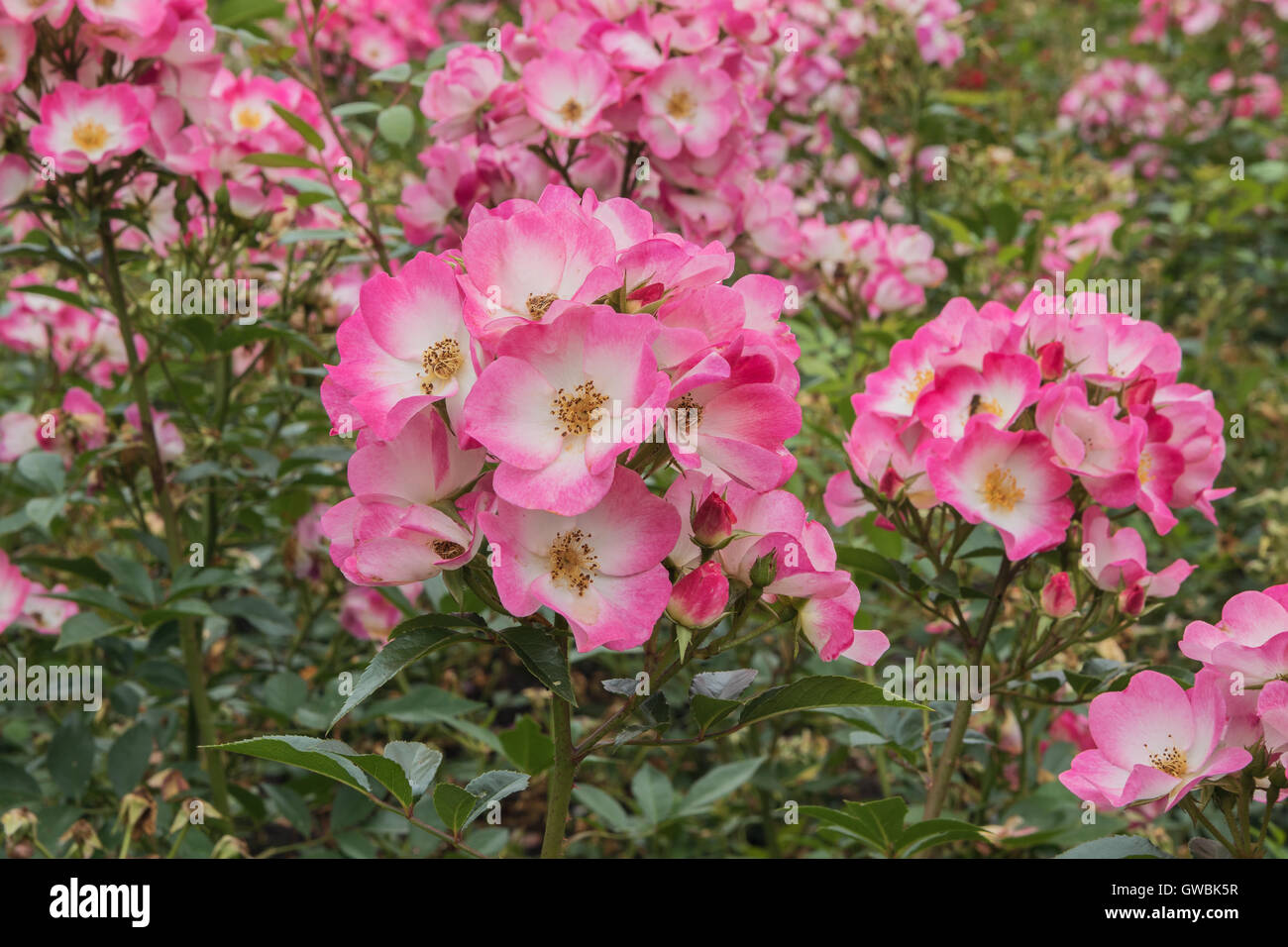 Rosa Bukavu Foto Stock