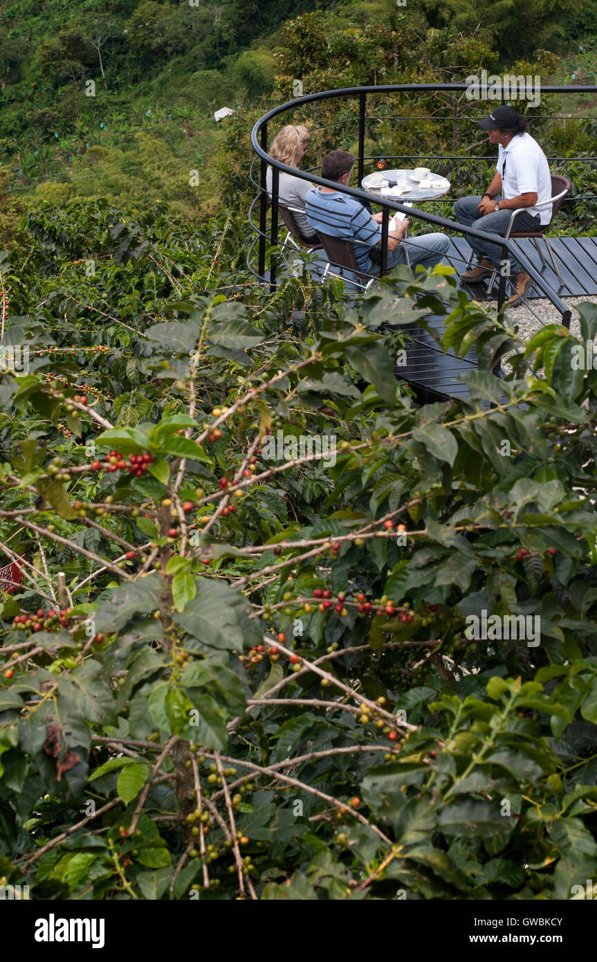 Degustazione di caffè in Hacienda San Alberto, Buenavista. Quindio, Colombia. Caffè colombiano crescente asse. Il caffè colombiano Regione, noto anche come il triangolo di caffè, è una parte del colombiano Paisa regione nella zona rurale della Colombia, famosa per la coltivazione e la produzione di una maggioranza di caffè colombiano, considerato da alcuni come il migliore caffè del mondo. Foto Stock