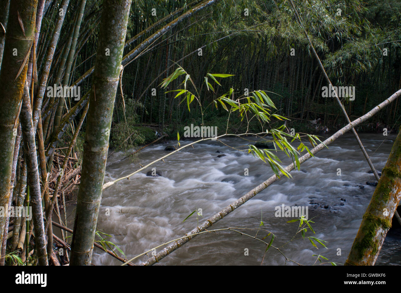 Verticale del Fiume Otún quando esso passa attraverso la periferia della città di Pereira, Colombia. Caffè colombiano crescente asse. Il caffè colombiano Regione, noto anche come il triangolo di caffè, è una parte del colombiano Paisa regione nella zona rurale della Colombia, famosa per la coltivazione e la produzione di una maggioranza di caffè colombiano, considerato da alcuni come il migliore caffè del mondo Foto Stock