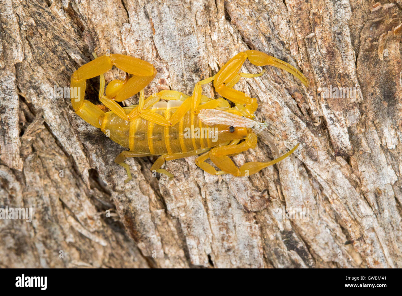 Corteccia scorpion centruroides exilicauda Tucson, Arizona, Stati Uniti 4 ottobre adulto a mangiare una falena. buthidae Foto Stock