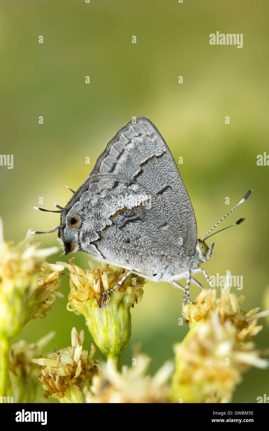 Leda Ministreak Ministrymon leda California Gulch, Pajarito montagne, Santa Cruz County, Arizona, Stati Uniti 6 settembre 20 Foto Stock