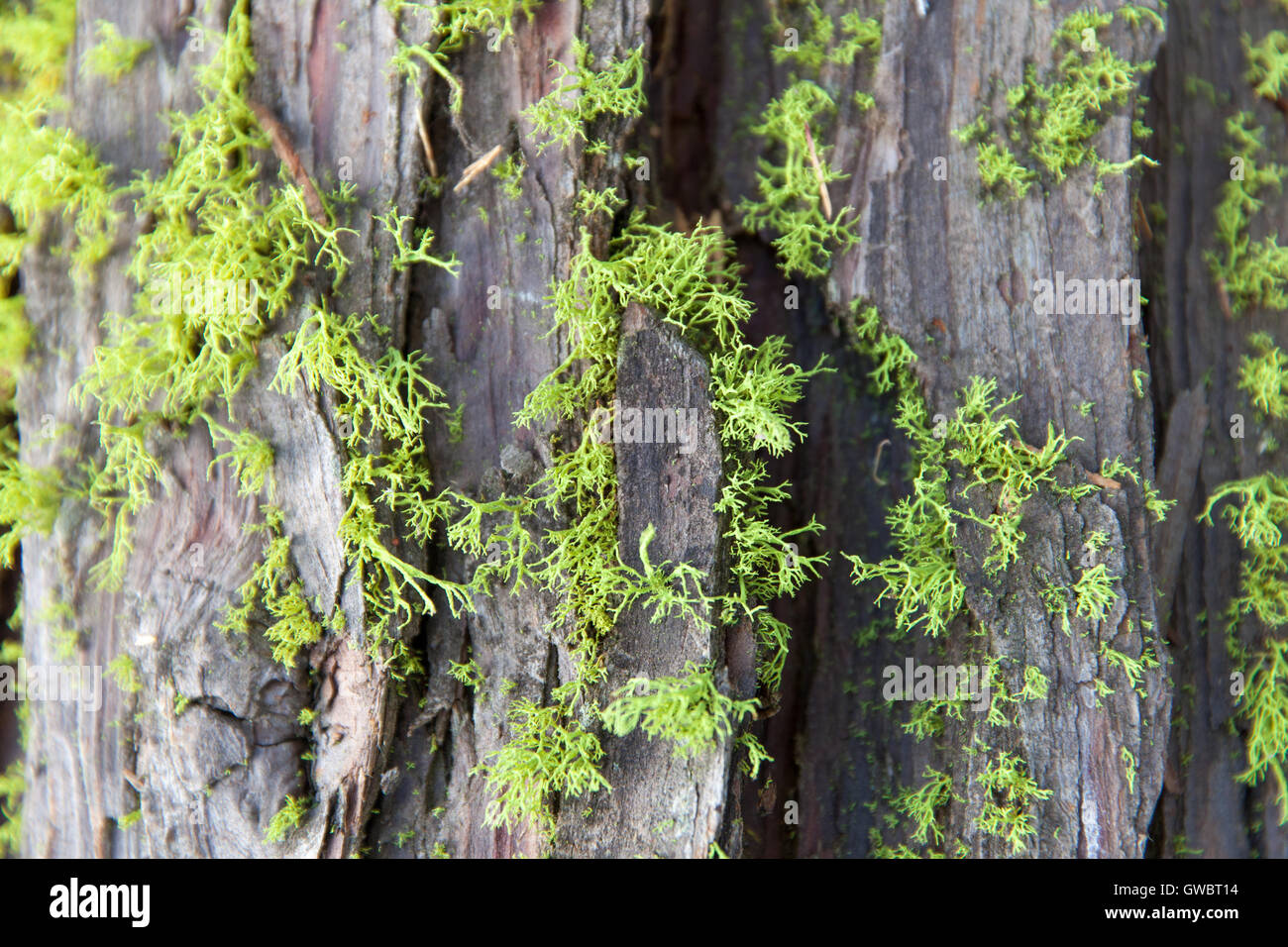Moss sulla corteccia di albero Foto Stock