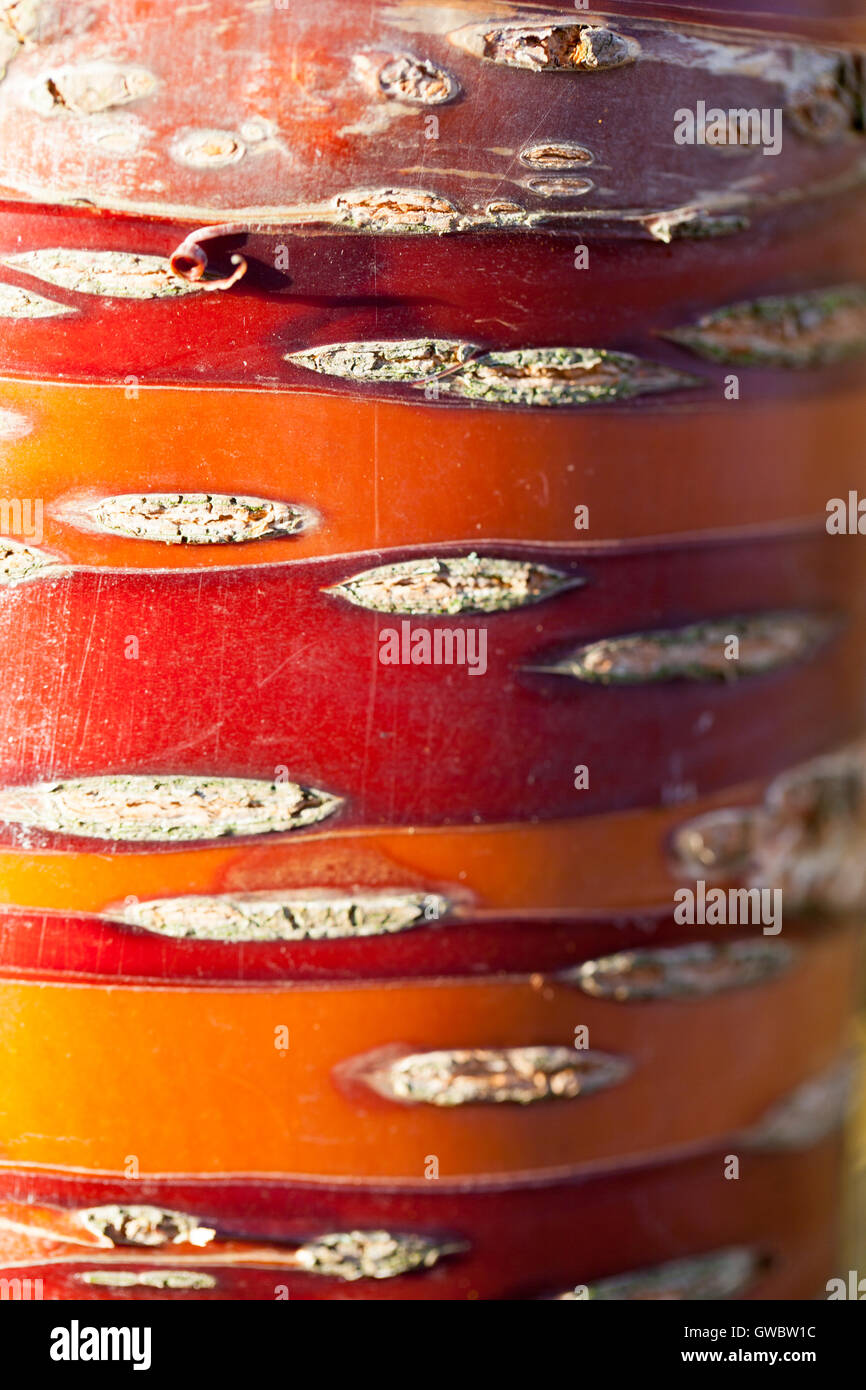 Chiusura del rosso e arancio corteccia di Prunus serrula Foto Stock