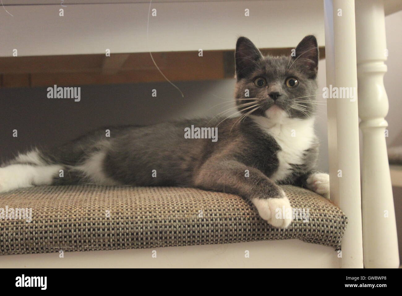 Gattino grigio rilassante sulla sedia Foto Stock