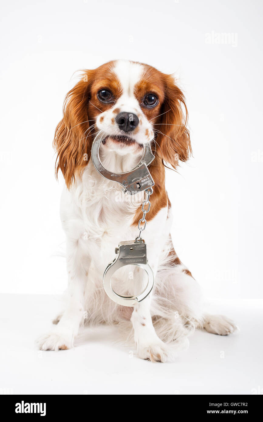 Cavalier King Charles Spaniel foto di studio contro la crudeltà nei confronti degli animali. Amare gli animali. Cane con manette illustrano la criminalità. Foto Stock